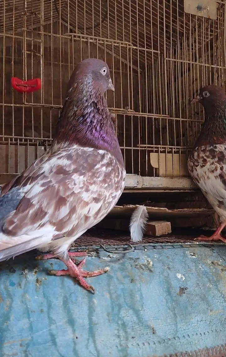 pure ambarsare pair — photo 5