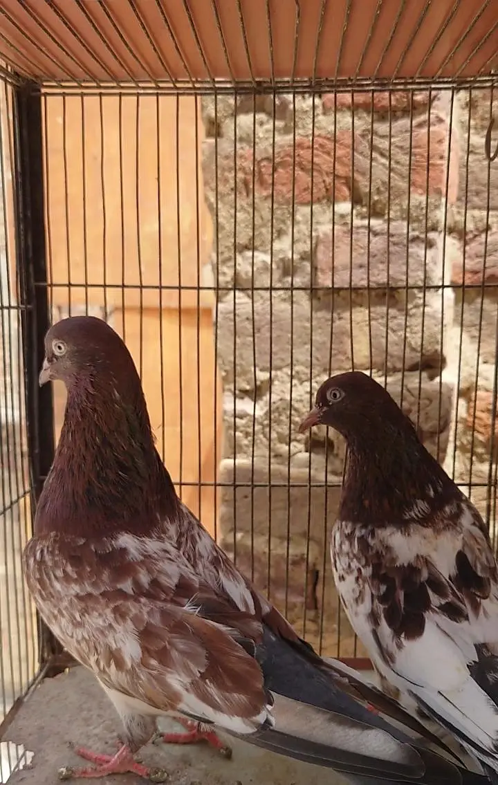 pure ambarsare pair — photo 6