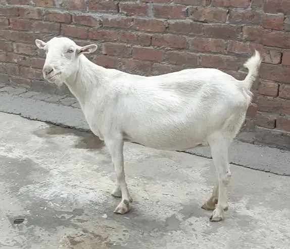 Barbari Teddy | Male Goat | Gaban Goat 03234367769 — photo 8