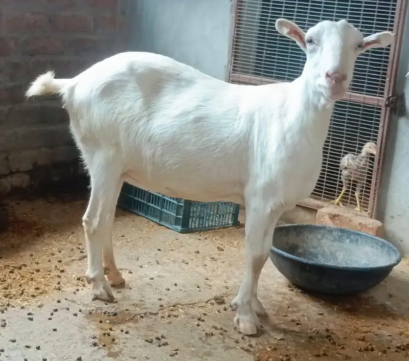 Barbari Teddy | Male Goat | Gaban Goat 03234367769 — photo 4
