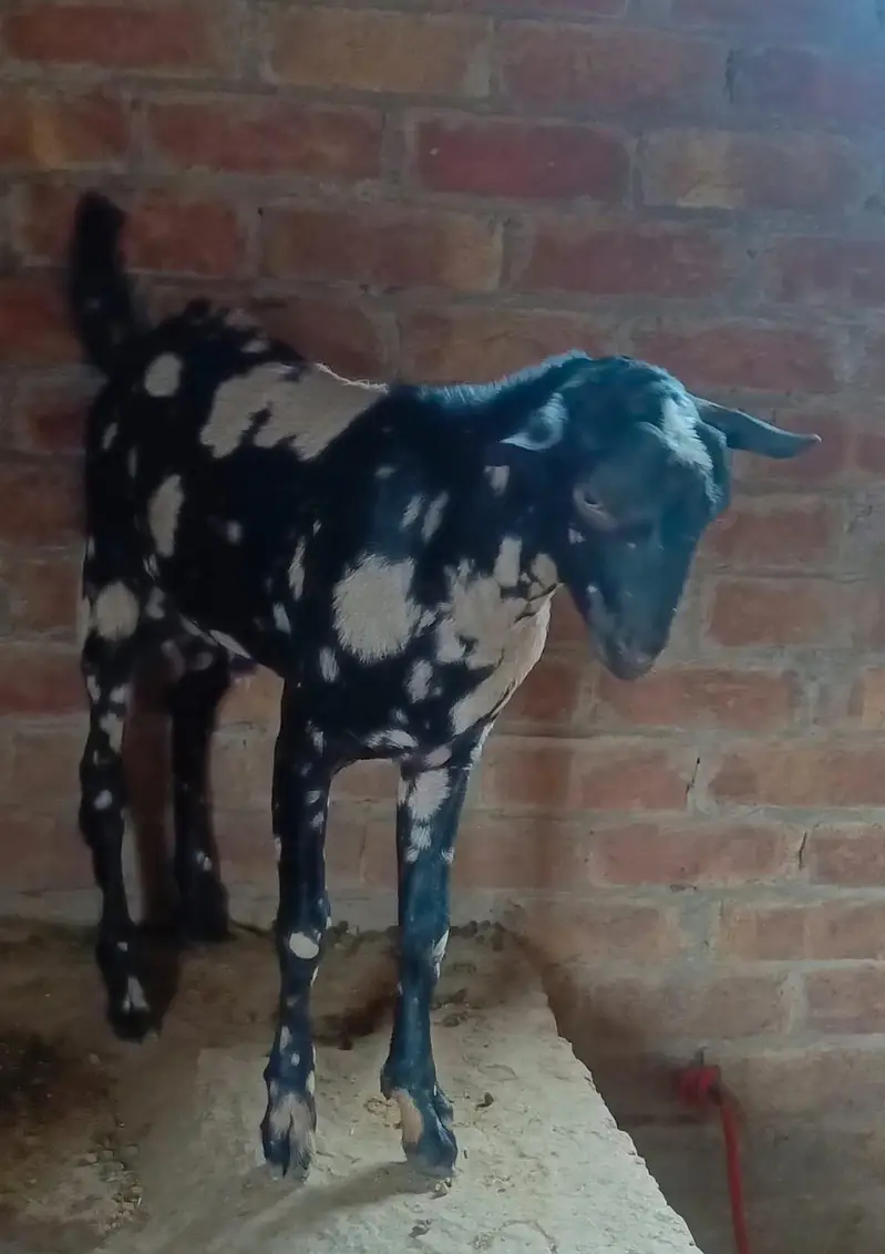 Barbari Teddy | Male Goat | Gaban Goat 03234367769 — photo 5