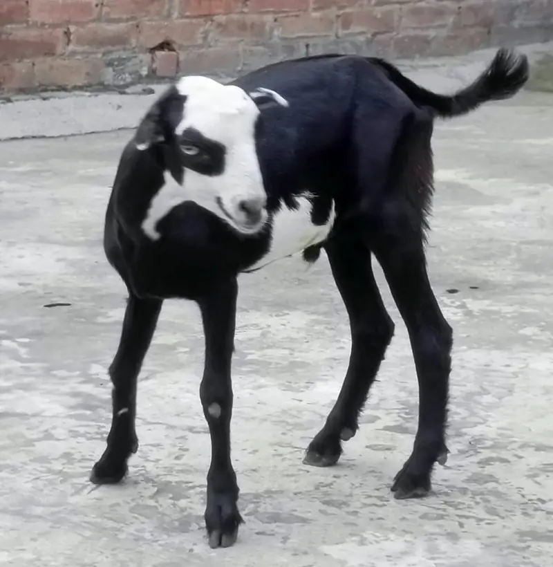 Barbari Teddy | Male Goat | Gaban Goat 03234367769 — photo 6