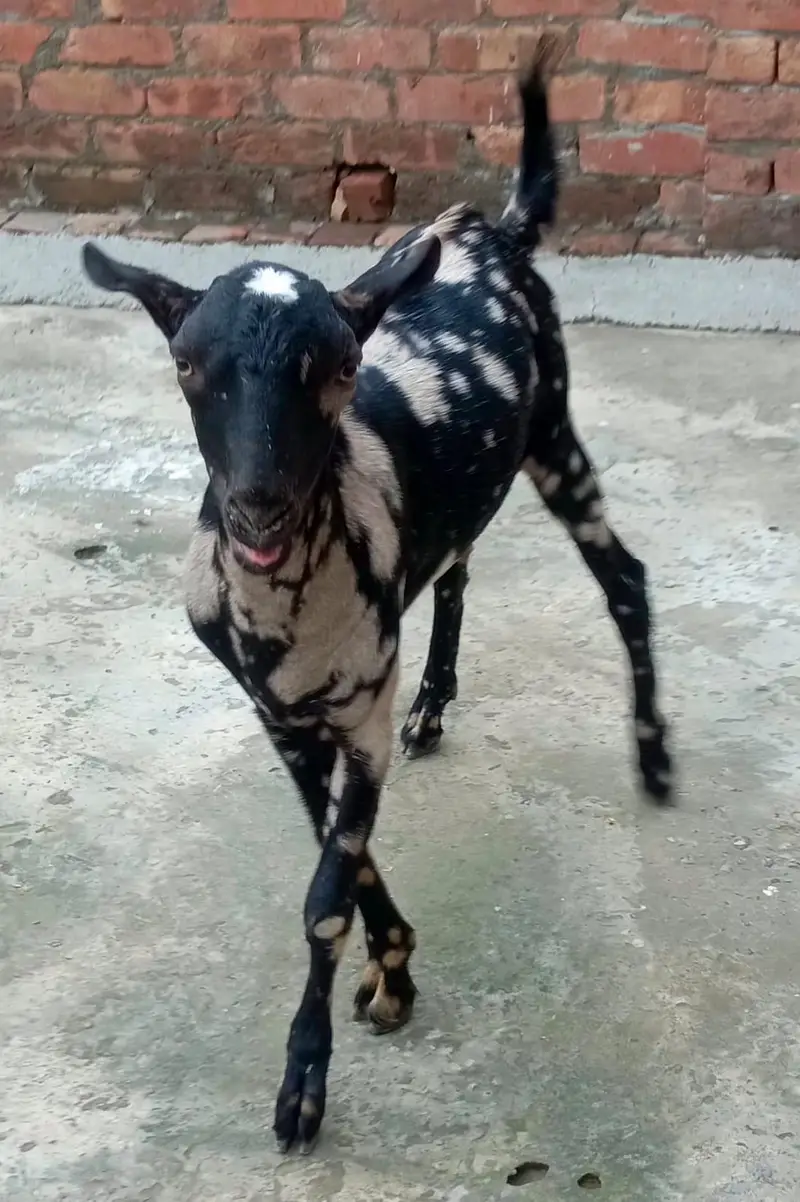 Barbari Teddy | Male Goat | Gaban Goat 03234367769 — photo 7