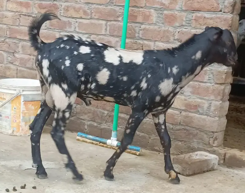 Barbari Teddy | Male Goat | Gaban Goat 03234367769 — photo 11