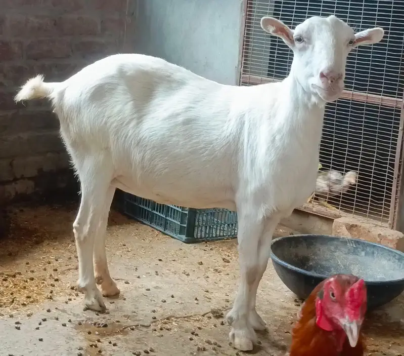 Barbari Teddy | Male Goat | Gaban Goat 03234367769 — photo 9