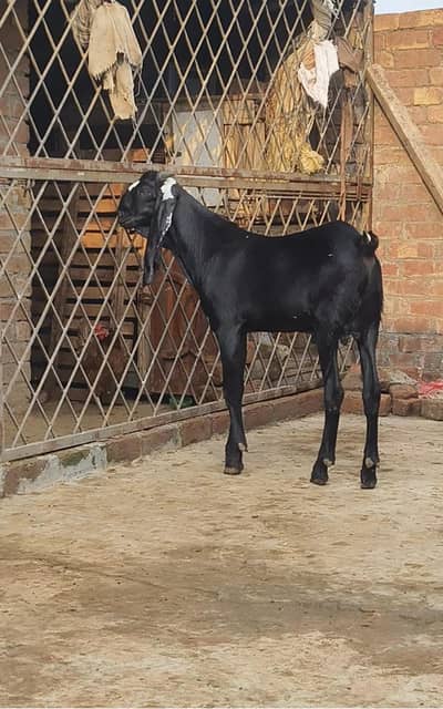 Bakra for sale