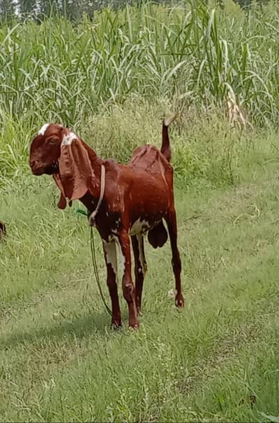  Kamori Bakra For Sale