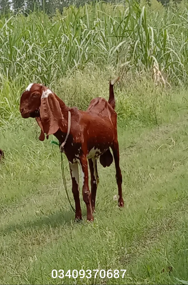 Kamori Bakra For Sale — photo 4