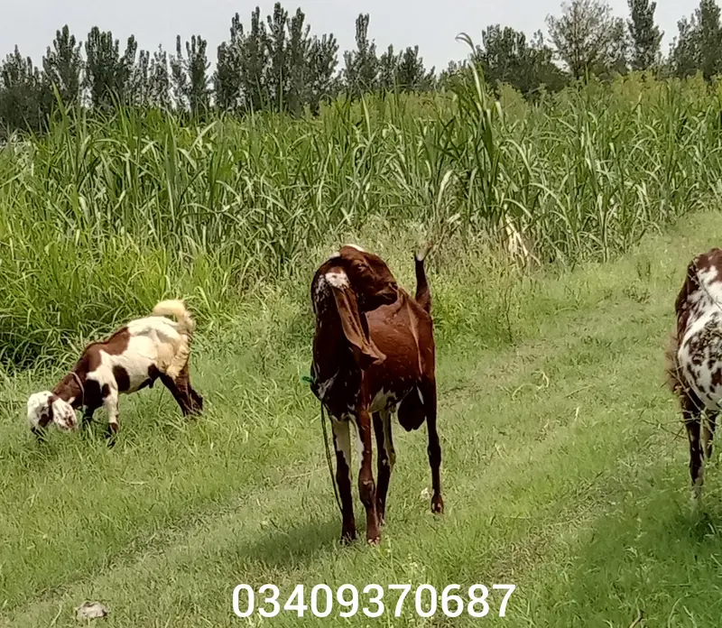 Kamori Bakra For Sale — photo 5