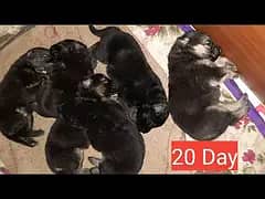 German shapird Puppy