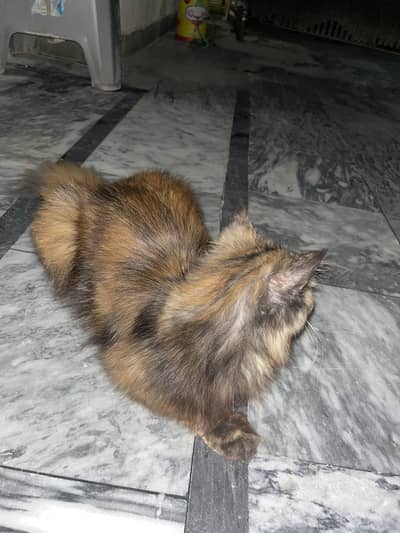 Brown cat