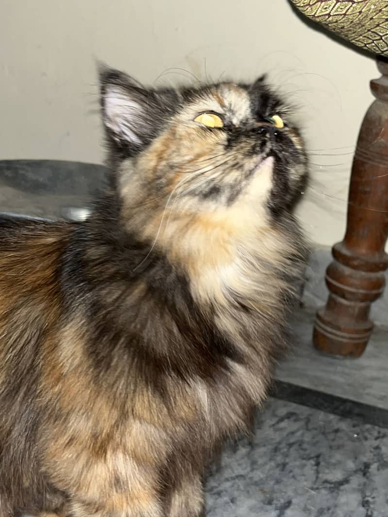 Brown cat 1