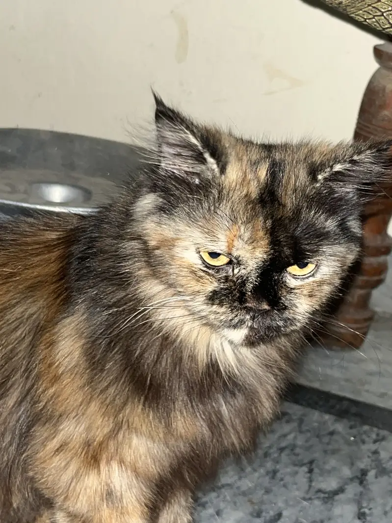Brown cat — photo 3
