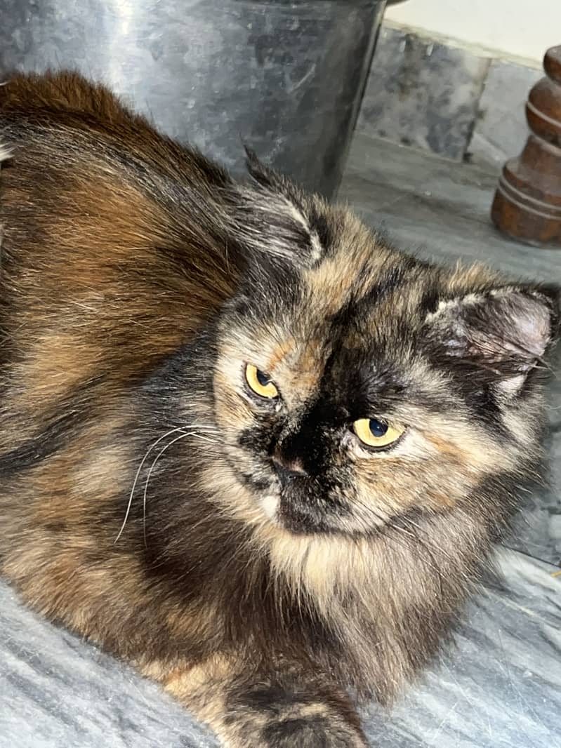 Brown cat 3