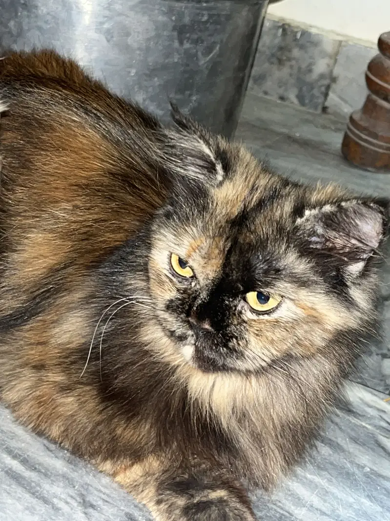 Brown cat — photo 4