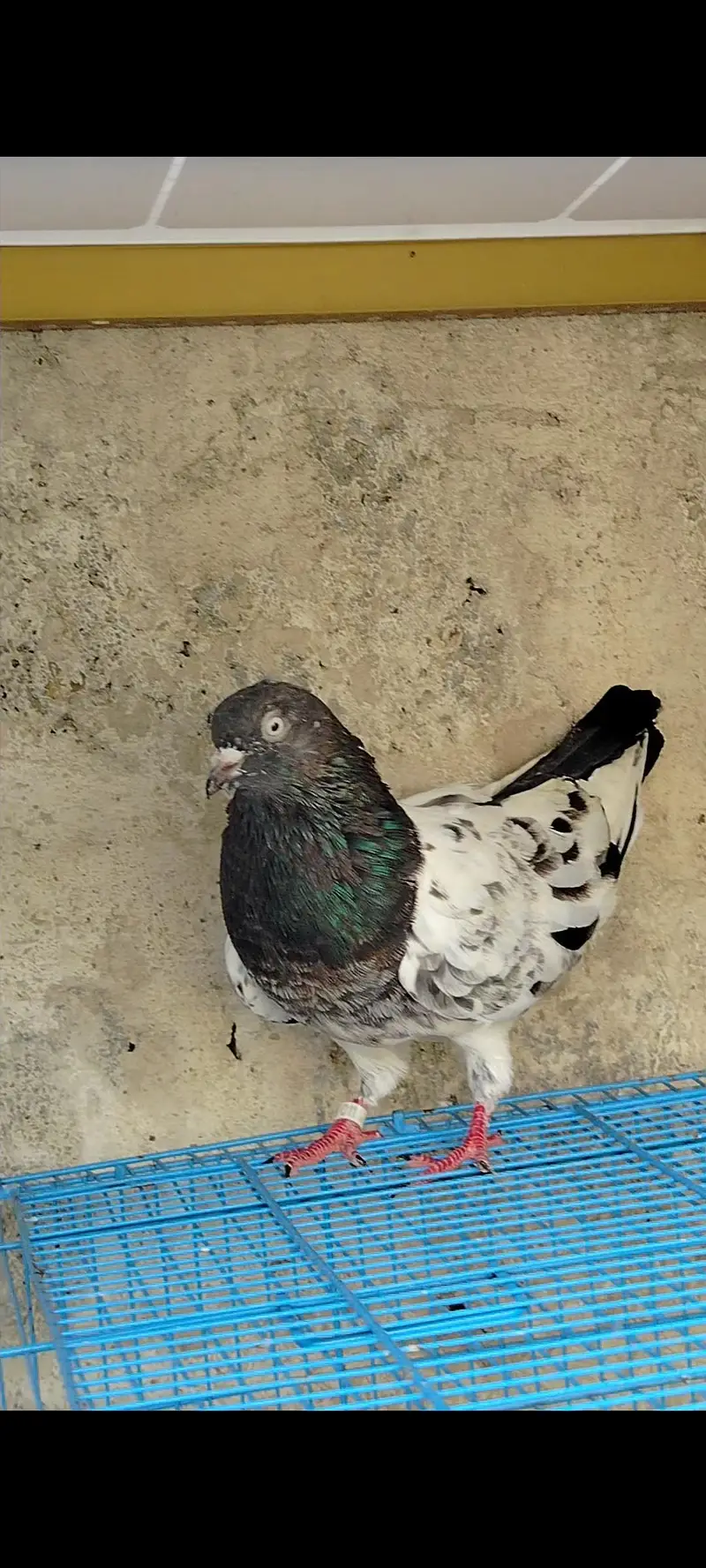 pigeon for sale
