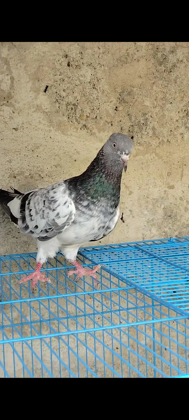 pigeon for sale — photo 2