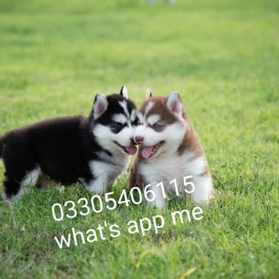 Siberian husky puppies