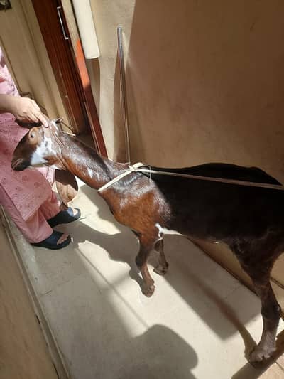 bakara for sale