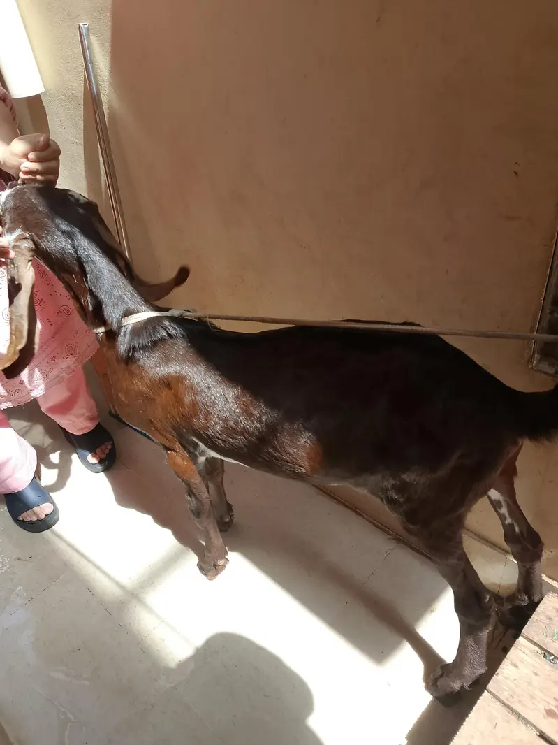 bakara for sale — photo 2