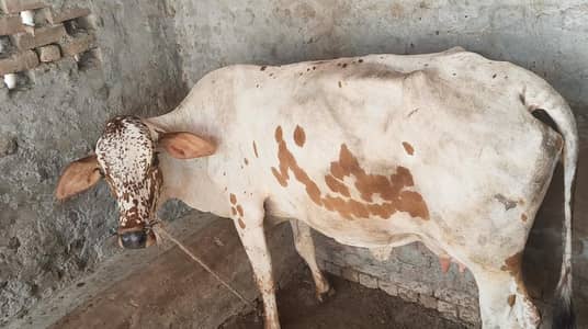 ماشاءاللہ خوبصورت اور منفرد گائے برائے فروخت