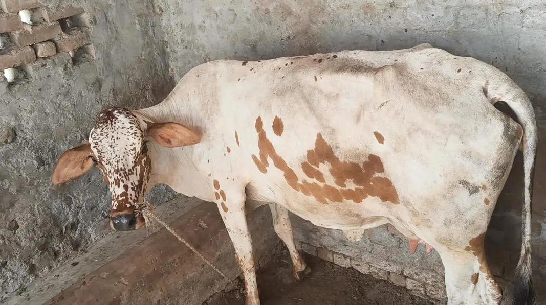 ماشاءاللہ خوبصورت اور منفرد گائے برائے فروخت