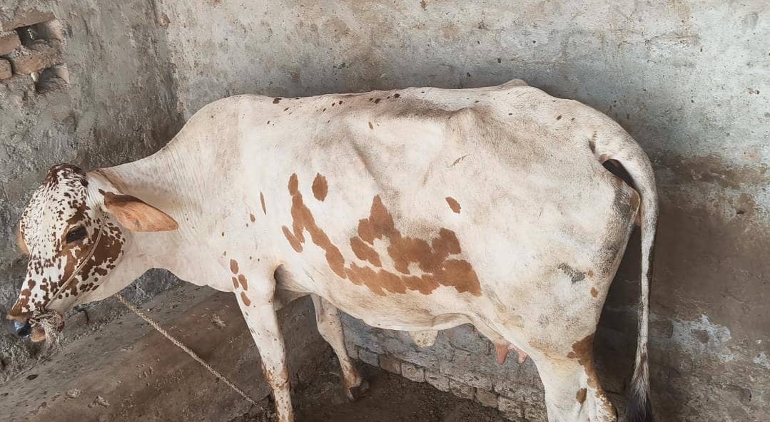 ماشاءاللہ خوبصورت اور منفرد گائے برائے فروخت 1
