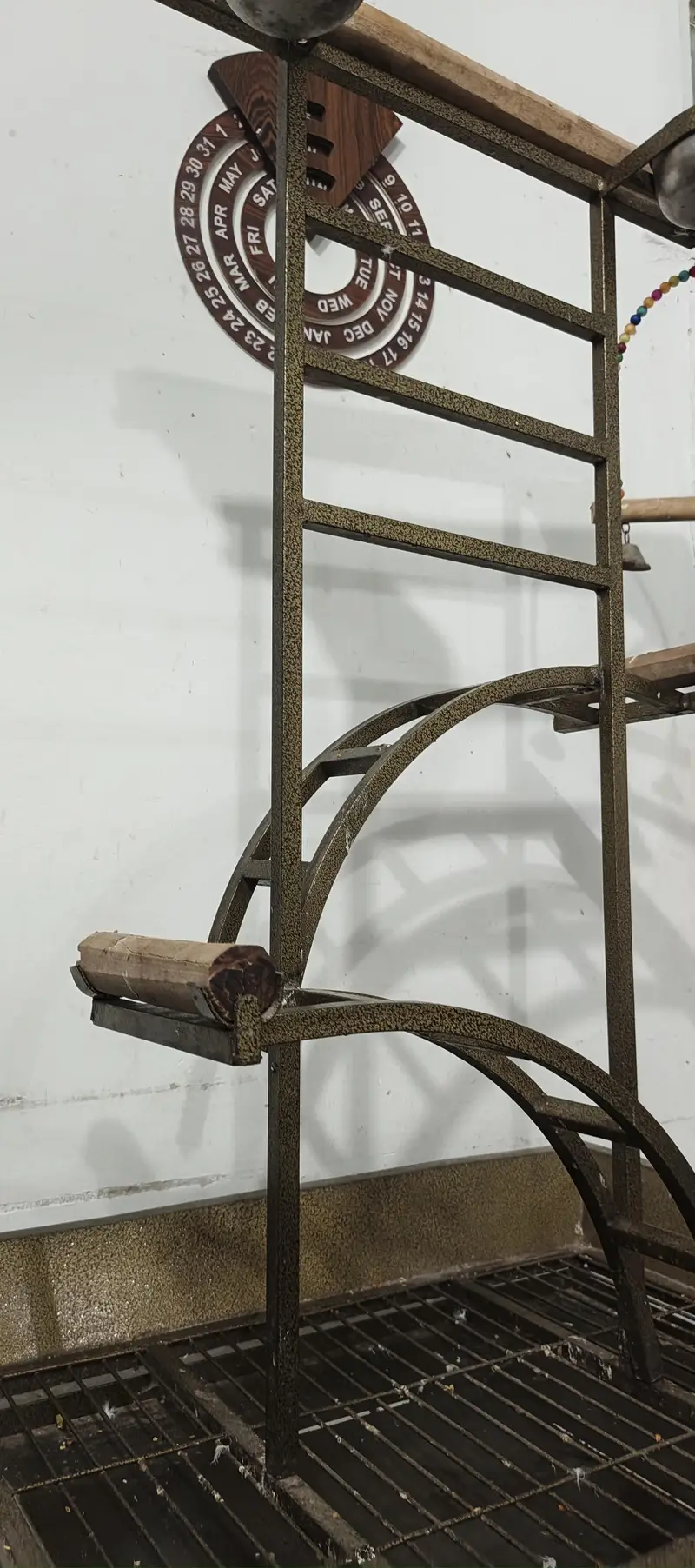all birds stand — photo 4