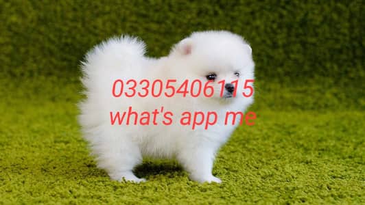 Pomeranian puppies