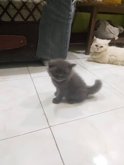 Persian Kittens