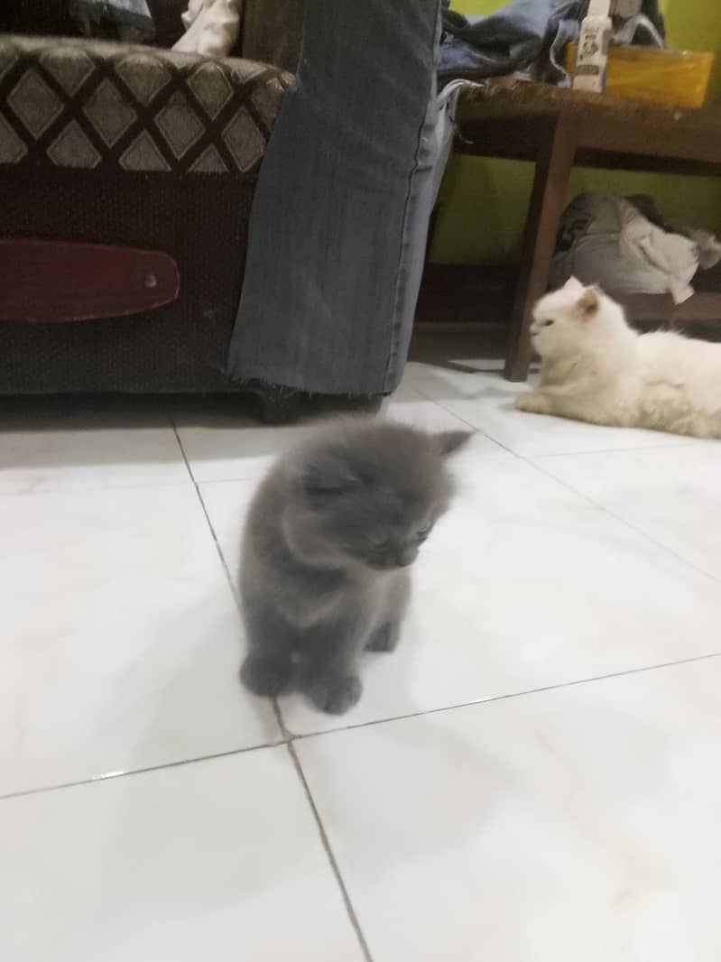 Persian Kittens 1