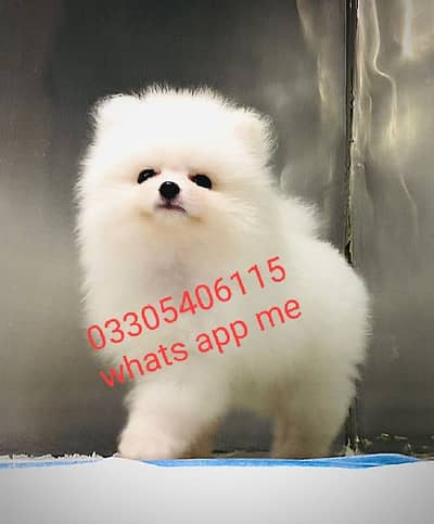 Pomeranian puppies