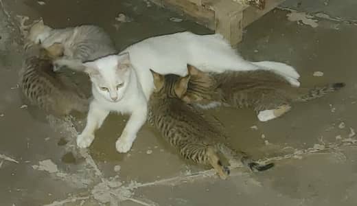 Cats Caring 1 Mother+4 kittens