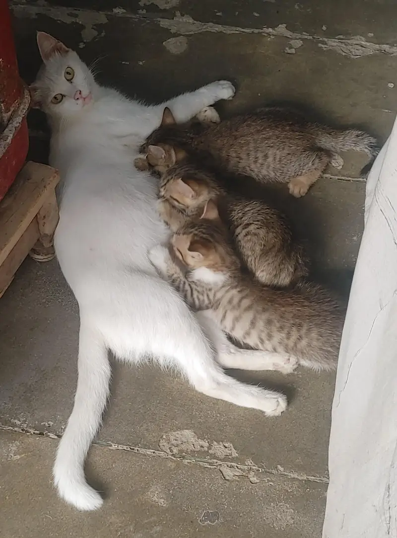 Cats Caring 1 Mother+4 kittens — photo 2