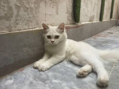 7 months Persian cat well trained price negotiable