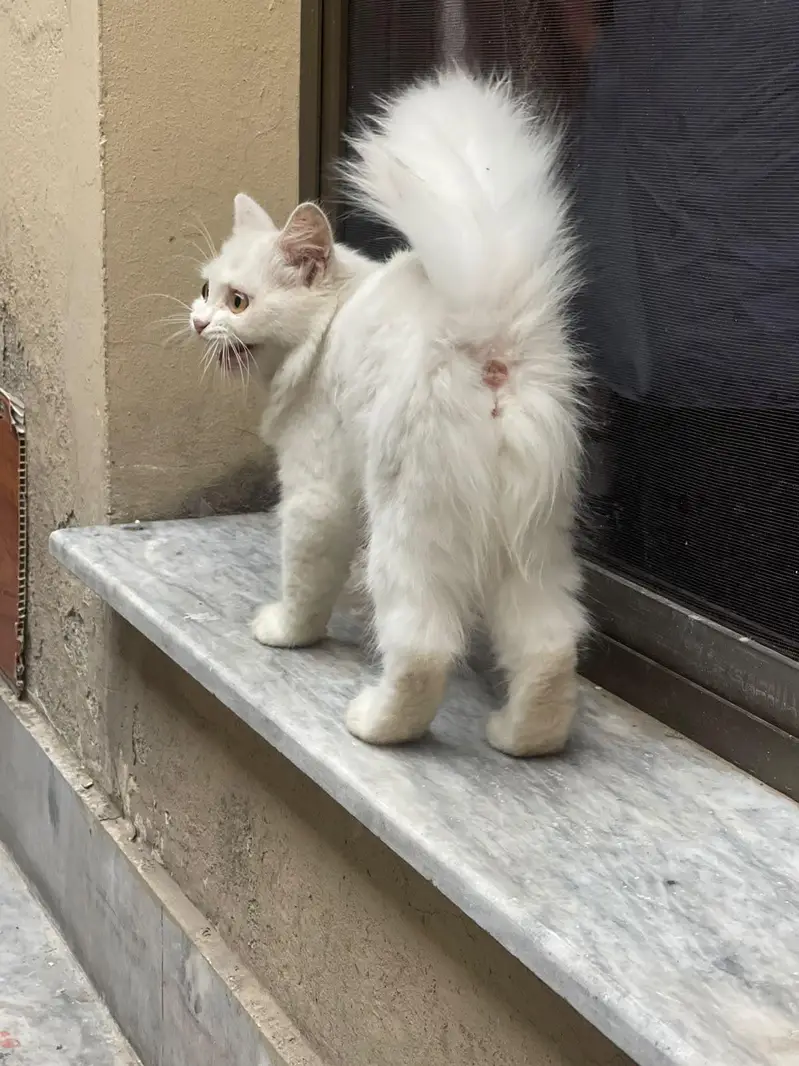 7 months Persian cat well trained price negotiable — photo 2