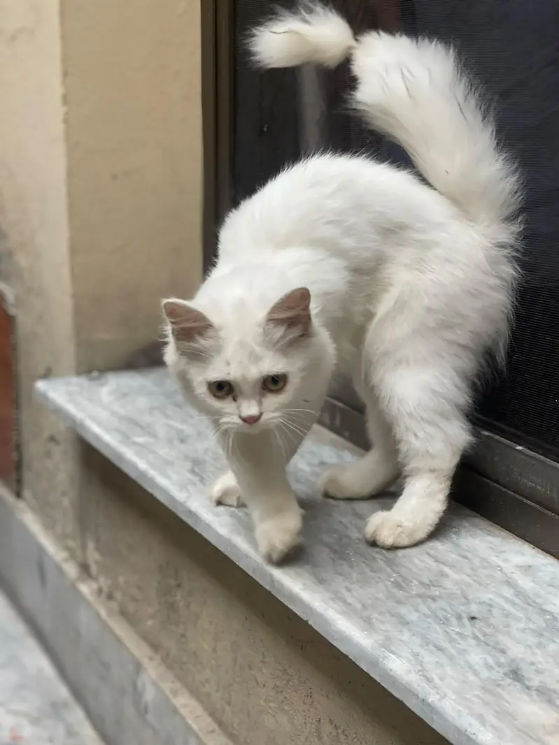 7 months Persian cat well trained price negotiable — photo 3