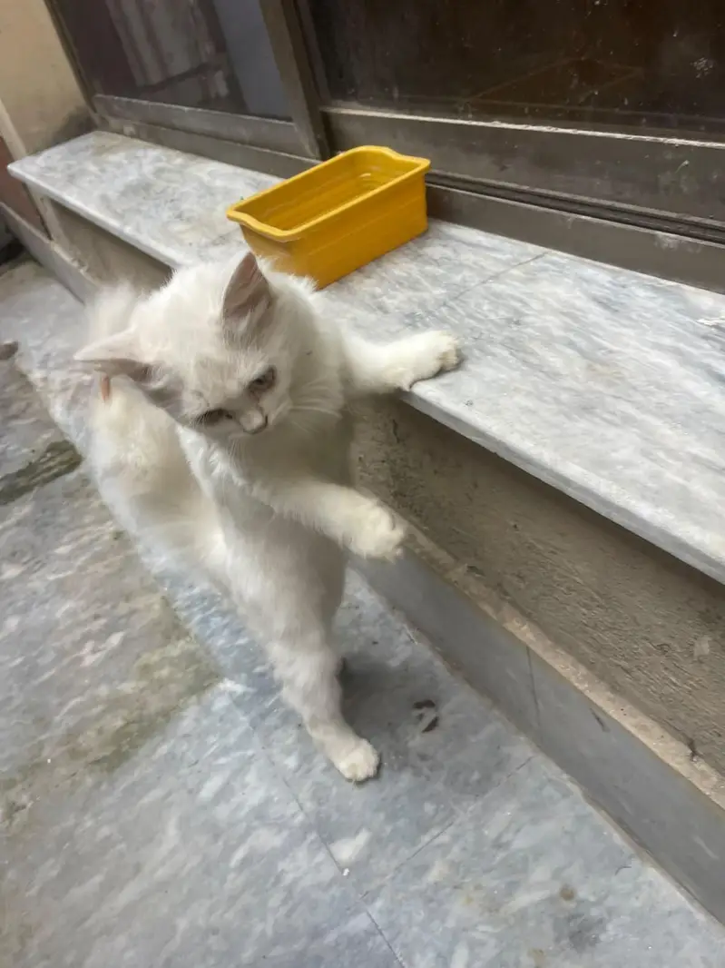 7 months Persian cat well trained price negotiable — photo 4