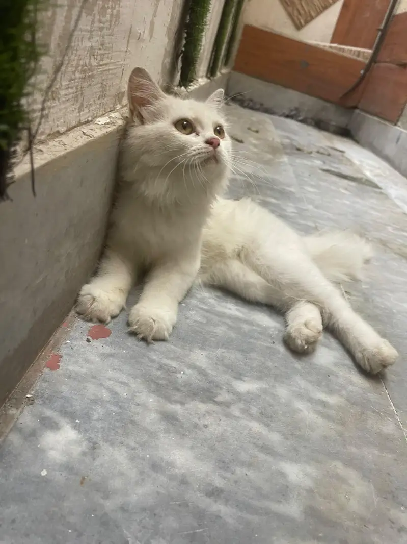 7 months Persian cat well trained price negotiable — photo 5