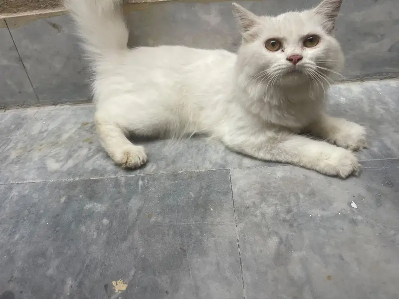 7 months Persian cat well trained price negotiable — photo 6