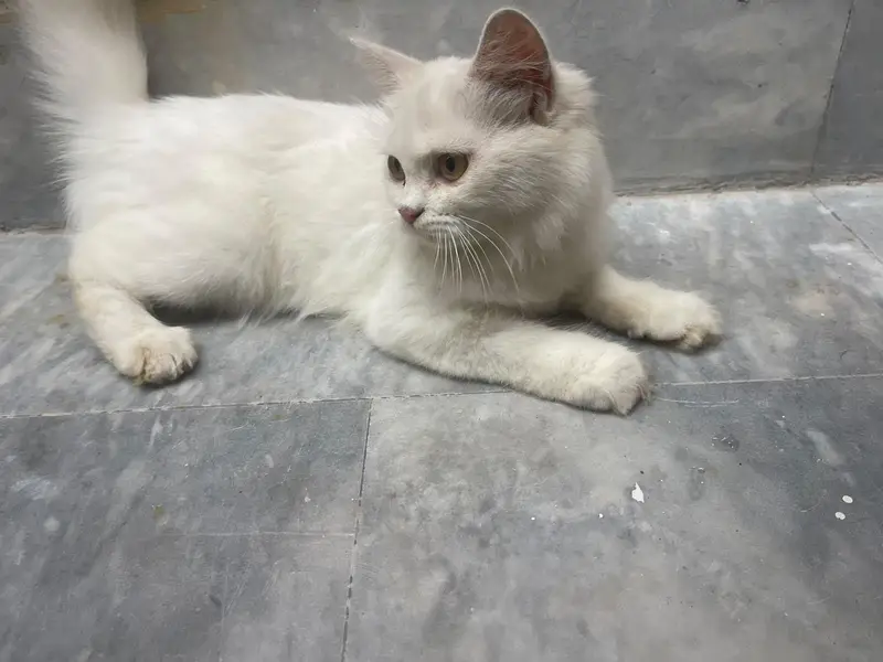 7 months Persian cat well trained price negotiable — photo 7