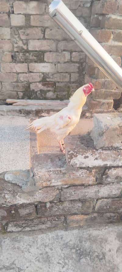 heera breeder and madi for sale