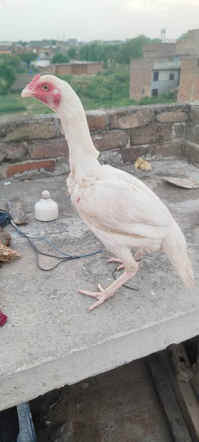 heera breeder  madi for sale