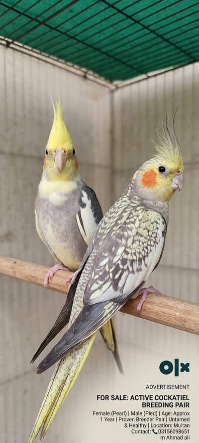 For Sale: Breeding Pair of Cockatiels
