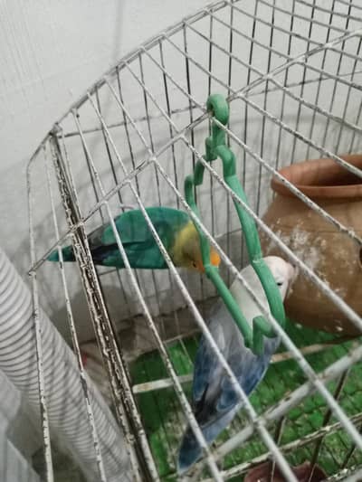 love birds for sale pair