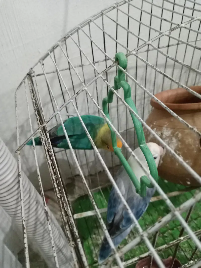 love birds for sale pair