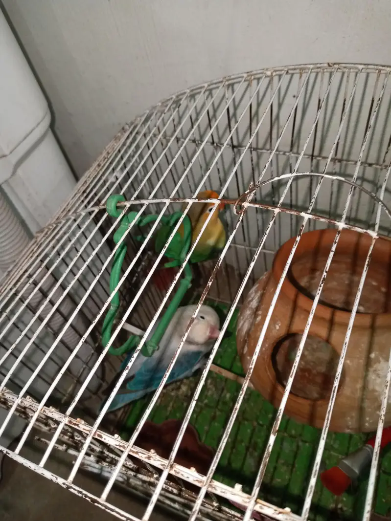 love birds for sale pair — photo 2