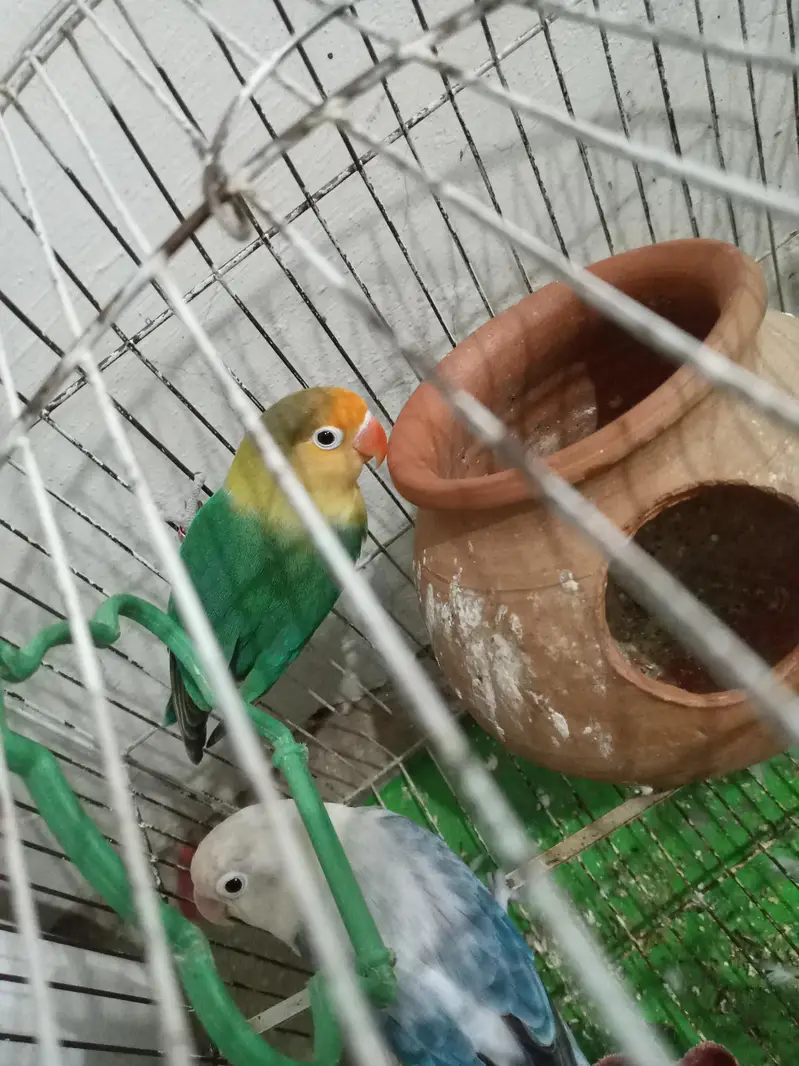love birds for sale pair — photo 3