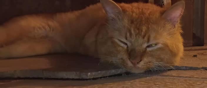 Male cat