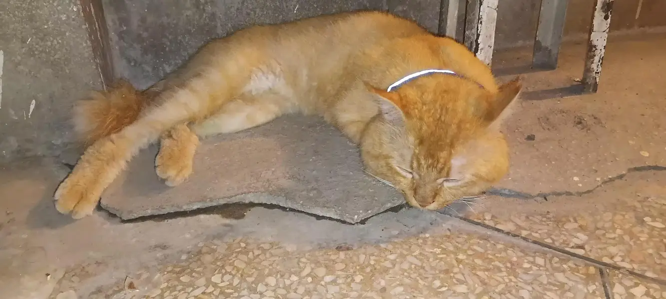Male cat — photo 2